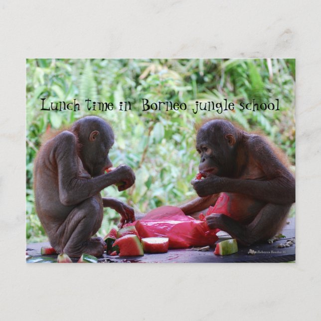 Lunch Time in Borneo Jungle School for Orangutans Postcard (Front)
