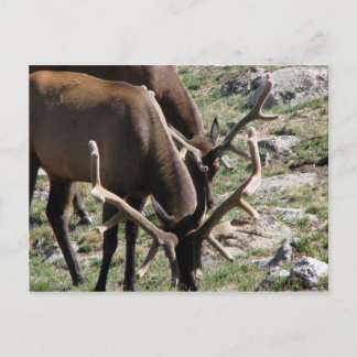 Lunch time postcard