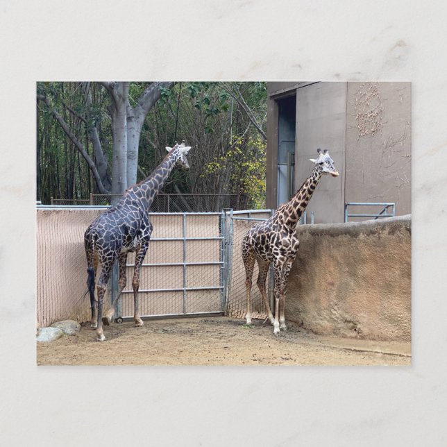 Lunch Time Postcard (Front)