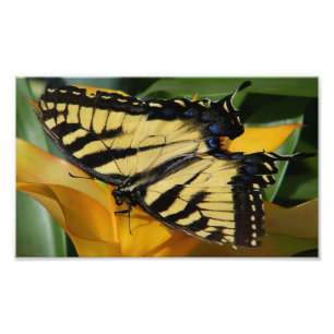 Lunch with a Swallowtail Photo Print