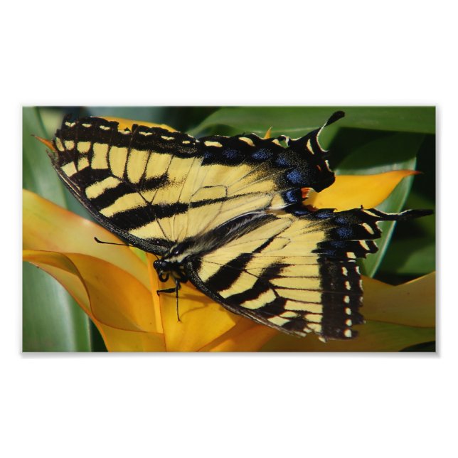 Lunch with a Swallowtail Photo Print (Front)