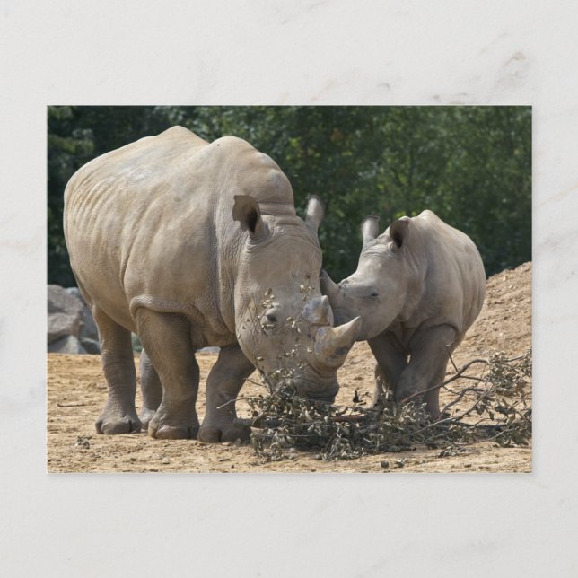 Lunch with Mum Postcard (Front)