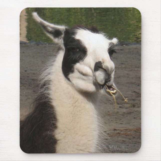 Lunching Llama Mouse Mat (Front)