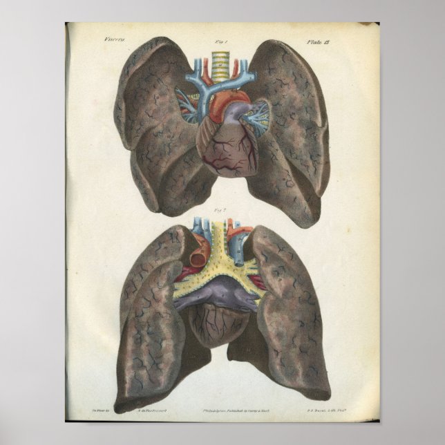 Lung Heart Vintage Anatomy Print (Front)