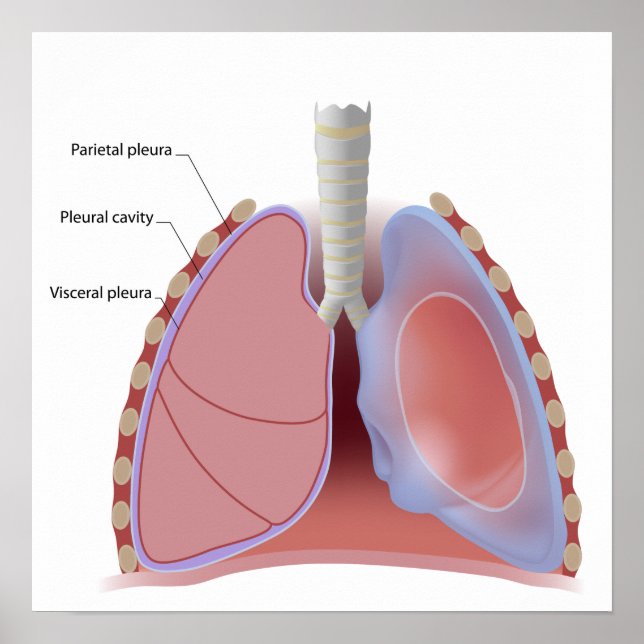 Lung pleura and pleural cavity Poster (Front)