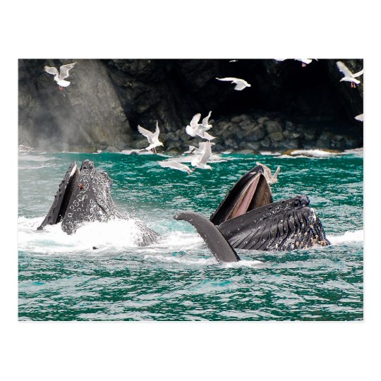 Lunging Humpback whales Postcard
