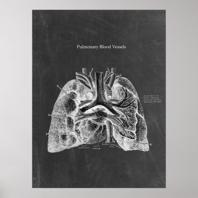 Lungs Anatomy with Chalkboard Aesthetics Poster (Front)