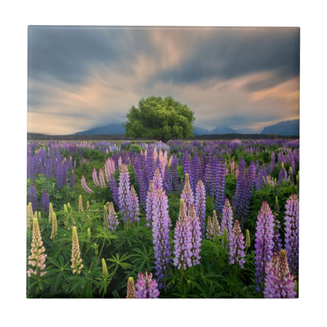 Lupin Field in New Zealand Tile (Front)