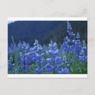 lupin postcard