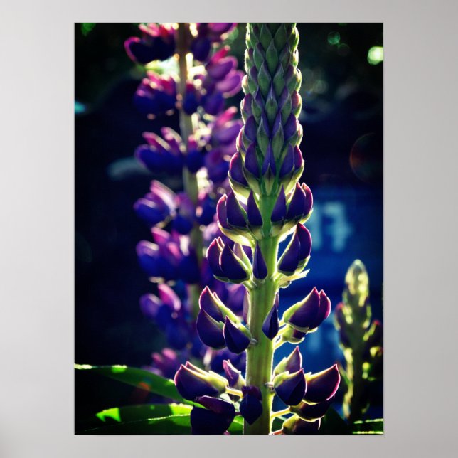 Lupina Photo Poster (Front)