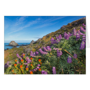 Lupine And Paintbrush Wildflowers