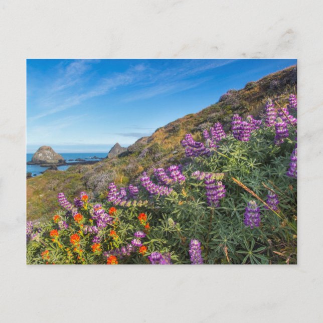 Lupine And Paintbrush Wildflowers Postcard (Front)