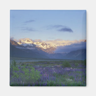 Lupine and the Main Divide, Arthur's Pass, South Magnet