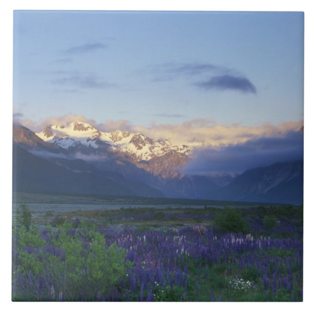 Lupine and the Main Divide, Arthur's Pass, South Tile (Front)