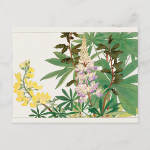 Lupine by Tanigami Konan Postcard