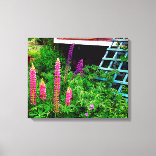 Lupine Canvas Print