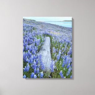 Lupine Field  Canvas Print