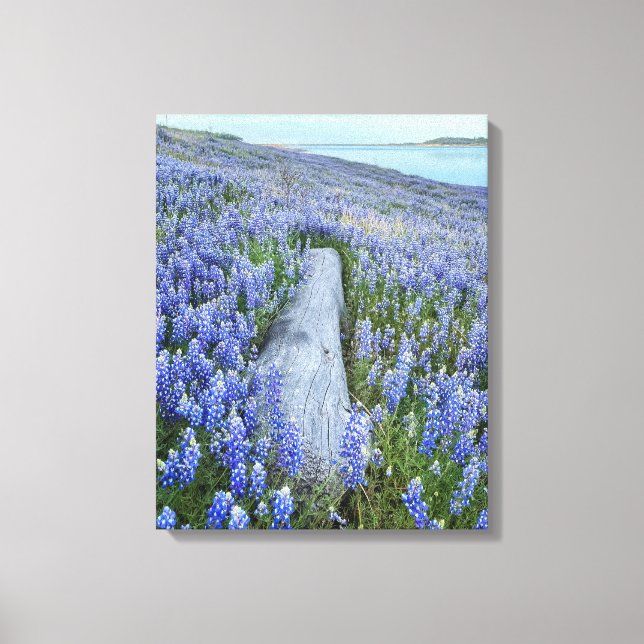 Lupine Field  Canvas Print (Front)
