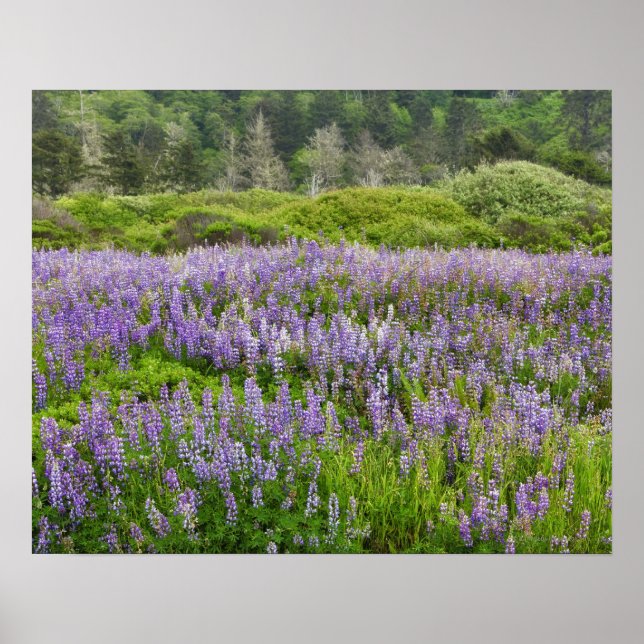 Lupine field, Humbolt coast, California, USA. Poster (Front)