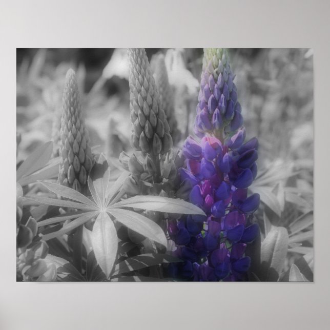 Lupine Flower Trio Partial Color Poster (Front)