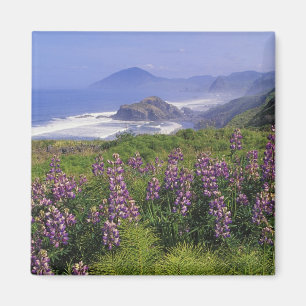 Lupine flowers and rugged coastline along magnet