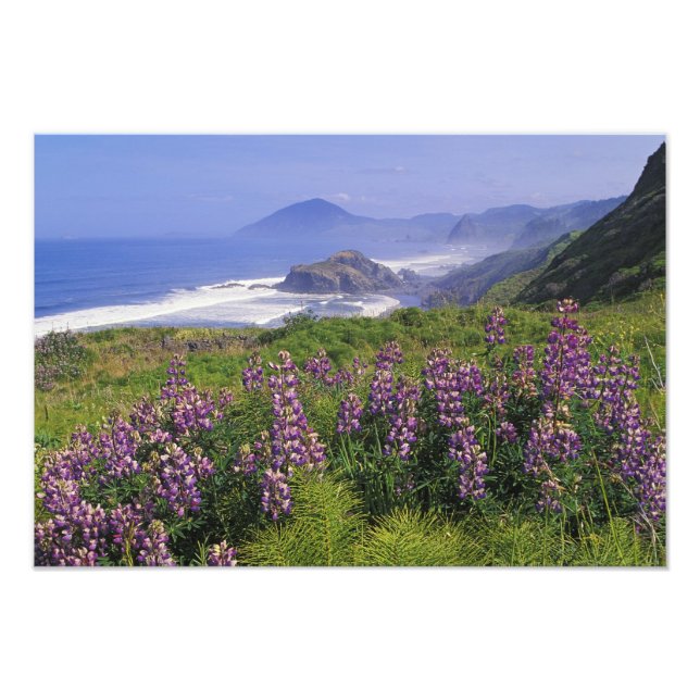 Lupine flowers and rugged coastline along photo print (Front)