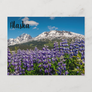 Lupine in Bloom Alaskan Postcard