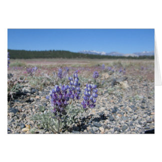 Lupine near Yosemite National Park
