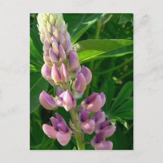 Lupine Pink Postcard