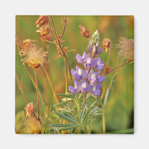 Lupine & Prairie Smoke wildflowers in Montana 2 Magnet