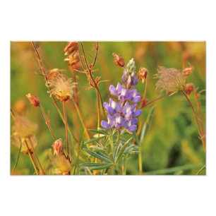 Lupine & Prairie Smoke wildflowers in Montana 2 Photo Print