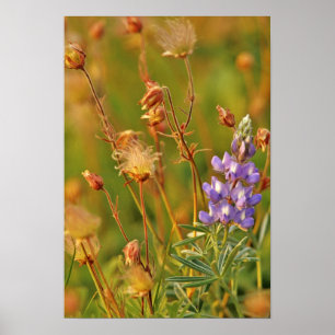 Lupine & Prairie Smoke wildflowers in Montana Poster