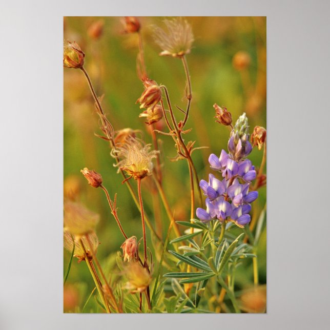 Lupine & Prairie Smoke wildflowers in Montana Poster (Front)
