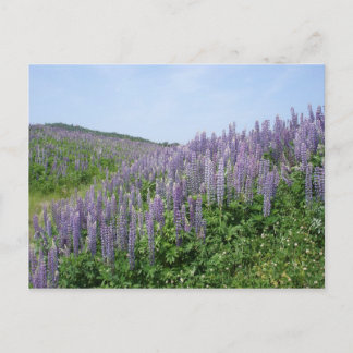 Lupine Valley Postcard