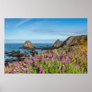 Lupine Wildflowers Cover The Hills Poster
