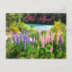 Lupines along the Rio Azul, Argentina Postcard