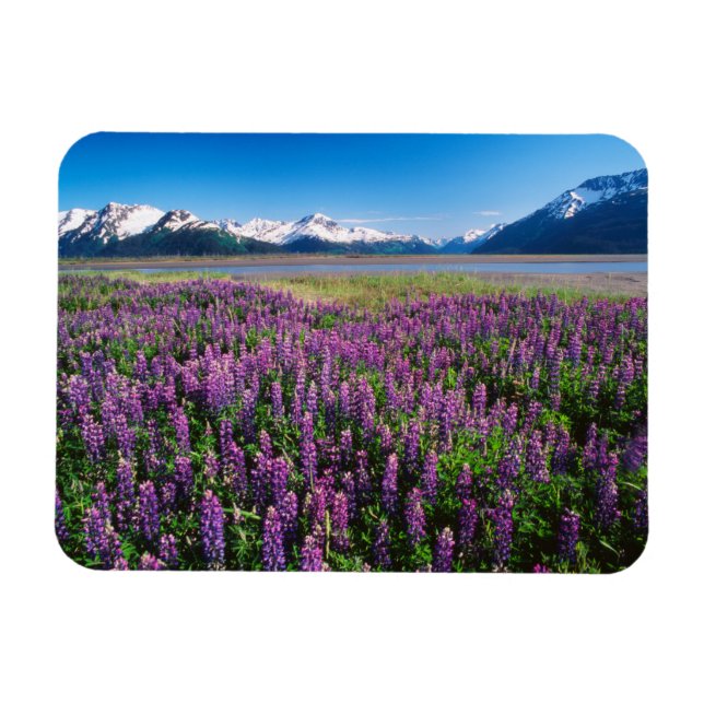 Lupines in Bloom | Kenai Mountains, Alaska Magnet (Horizontal)