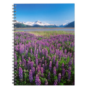 Lupines in Bloom   Kenai Mountains, Alaska Notebook