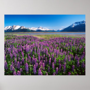 Lupines in Bloom Kenai Mountains, Alaska Poster