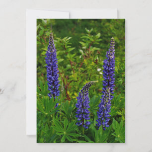Lupins