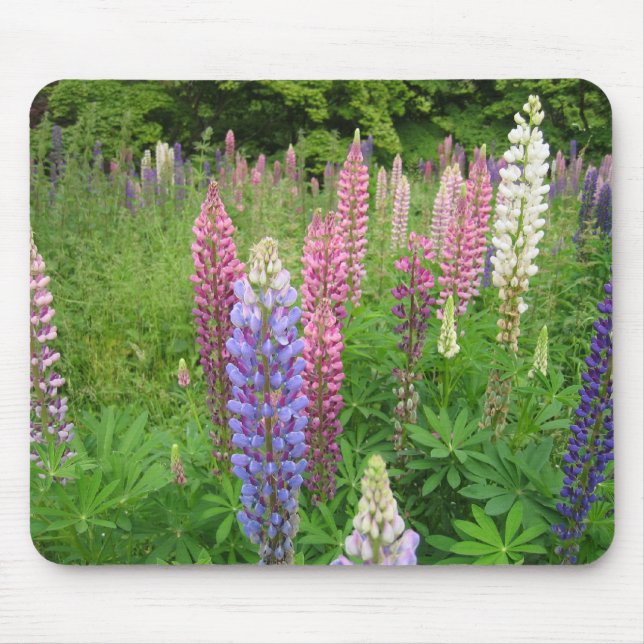 Lupins at Winkworth Arboretum, Surrey Mouse Mat (Front)