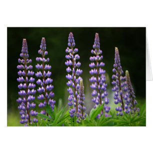Lupins by Roadside