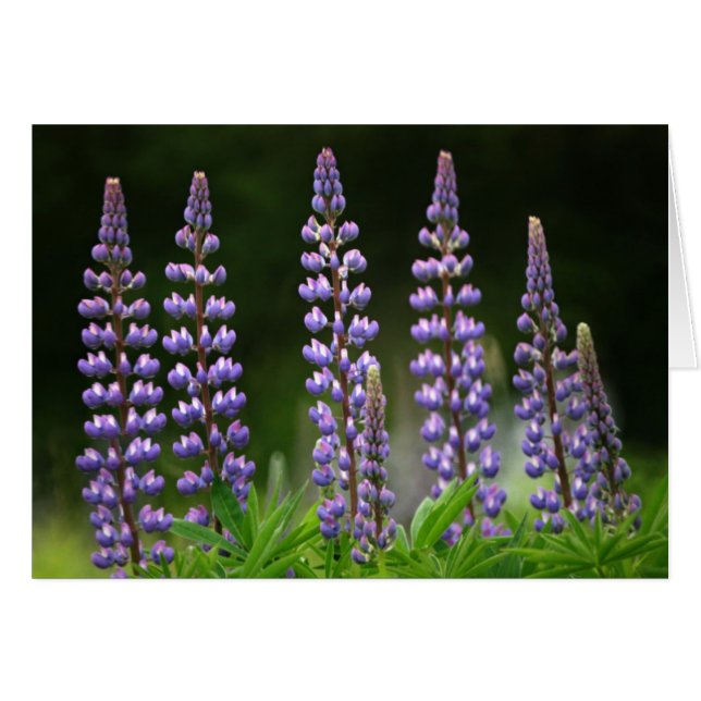 Lupins by Roadside (Front Horizontal)
