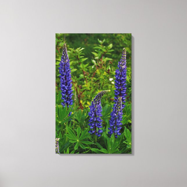 Lupins Canvas Print (Front)