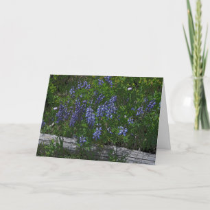 Lupins Mother's Day Holiday Card