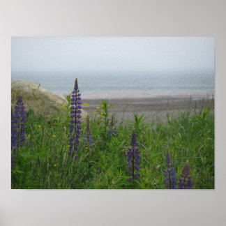 Lupins Overlooking Bay Of Fundy Poster Print