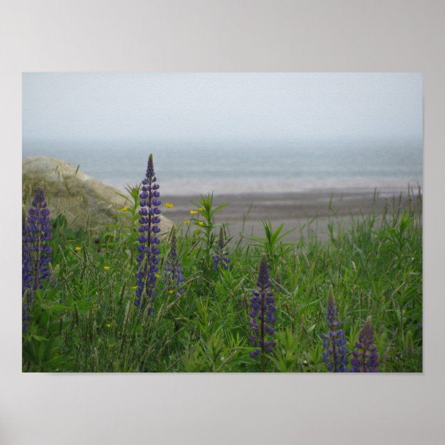 Lupins Overlooking Bay Of Fundy Poster Print (Front)