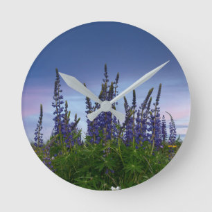 Lupins    round clock