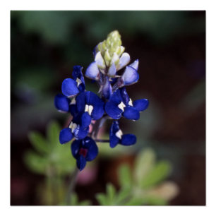 Lupinus texensis - Texas Bluebonnet Poster