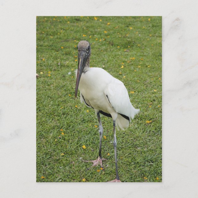 Lurch Postcard (Front)